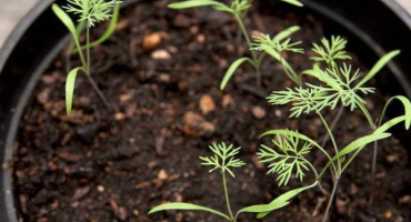 Jak zasadit kopr do otevřené půdy se semeny, aby rychle vyklíčil